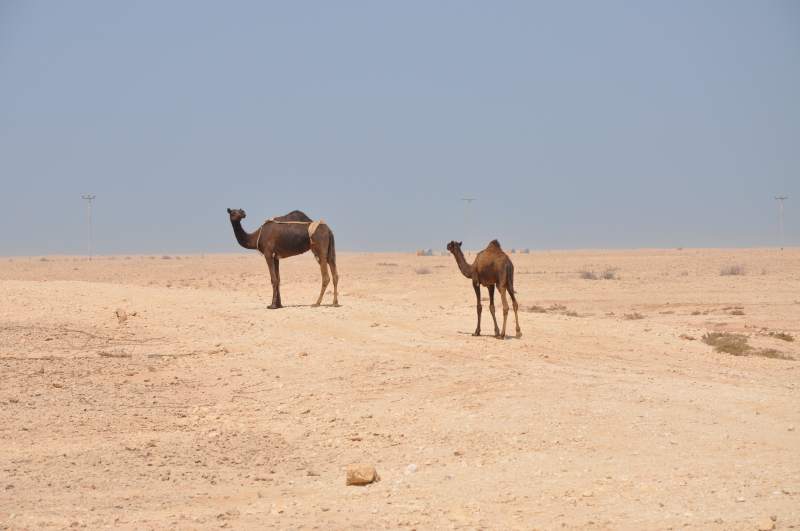 Naarh ja, vi er jo i Qatar og kameler kan man bare ikke faa nok af